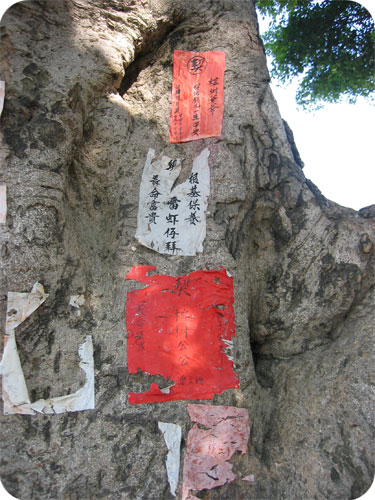 banyan-tree-notes.jpg