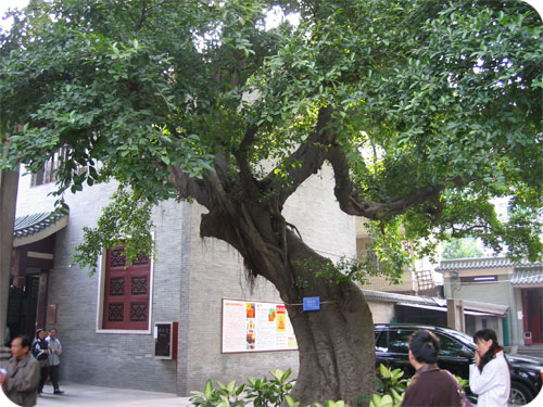temple-banyan-tree.jpg